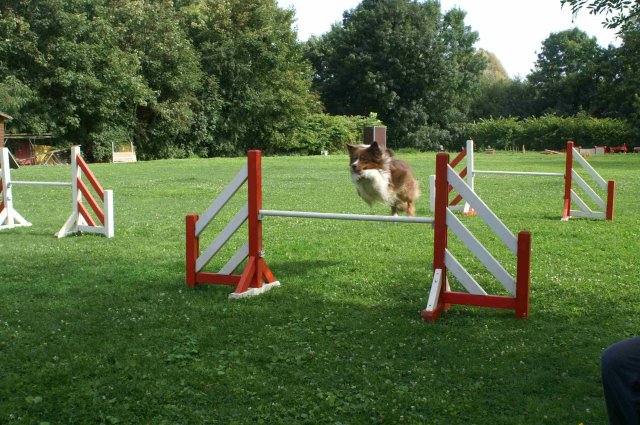 agility 2011-08